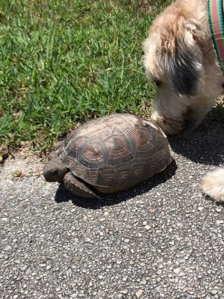 Dog sniffing a medium-sized turtle