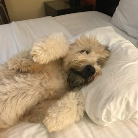 Long-haired dog laying in a bed with his head on a pillow