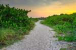 Sandy pathway surrounded by sea grapes and foliage