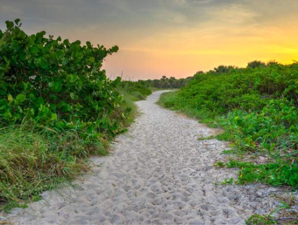Sandy pathway surrounded by sea grapes and foliage